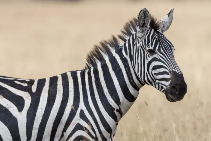 Framed Print : Plains zebra (Equus quagga), Seronera, Serengeti National Park, Tanzania