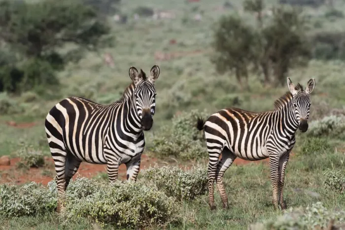 Framed Print : Plains zebra, Equus quagga, Tsavo, Kenya