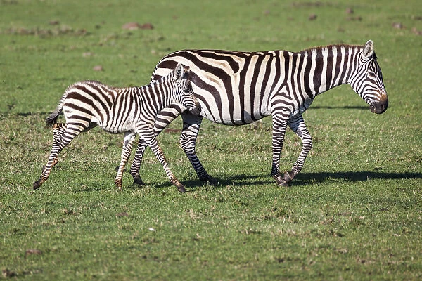 Plains zebra mare and colt walking across the Masai Mara. Kenya