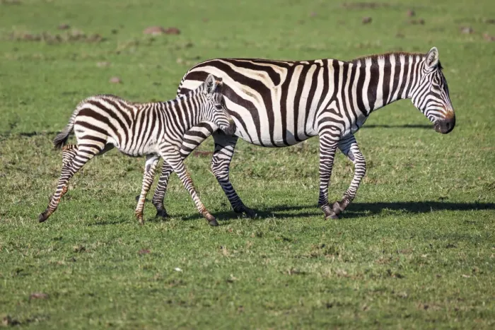 Framed Print : Plains zebra mare and colt walking across the Masai Mara. Kenya Framed Print : Plains zebra mare and colt walking across the Masai Mara. Kenya