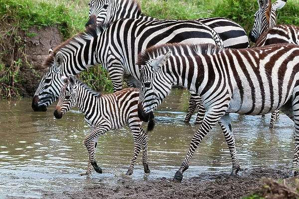 Plains zebras, Equus quagga, and a colt at waterhole. Masai Mara National Reserve, Kenya
