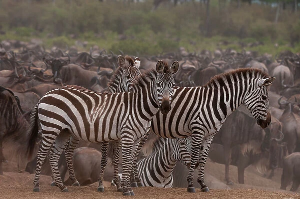 Plains zebras, Equus quagga, among a herd of wildebeests, Connochaetes taurinus. Masai Mara National Reserve, Kenya