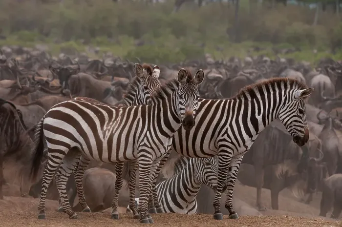Framed Print : Plains zebras, Equus quagga, among a herd of wildebeests, Connochaetes taurinus. Masai Mara National Reserve, Kenya Framed Print : Plains zebras, Equus quagga, among a herd of wildebeests, Connochaetes taurinus. Masai Mara National Reserve, Kenya