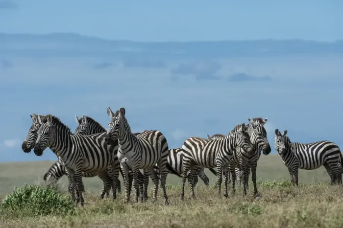 Framed Print : Plains zebras (Equus quagga), Ndutu, Ngorongoro Conservation Area, Serengeti, Tanzania Framed Print : Plains zebras (Equus quagga), Ndutu, Ngorongoro Conservation Area, Serengeti, Tanzania