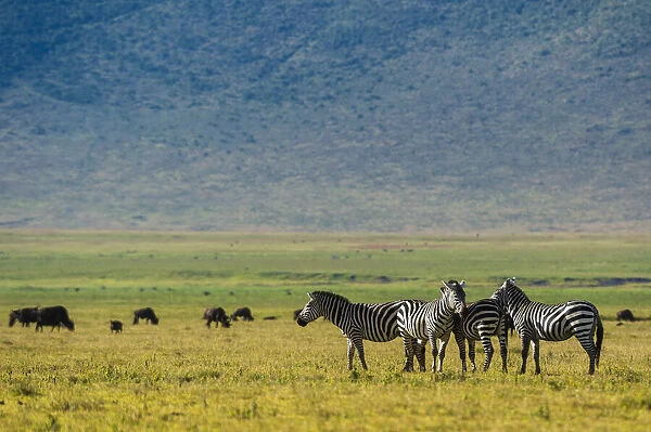Plains zebras (Equus quagga), Ngorongoro crater, Ngorongoro Conservation Area, Serengeti