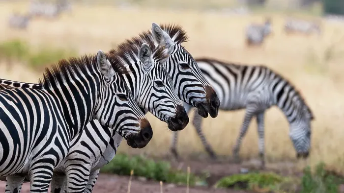 Framed Print : Three plains zebras, Equus quagga, in a row. Seronera, Serengeti National Park, Tanzania