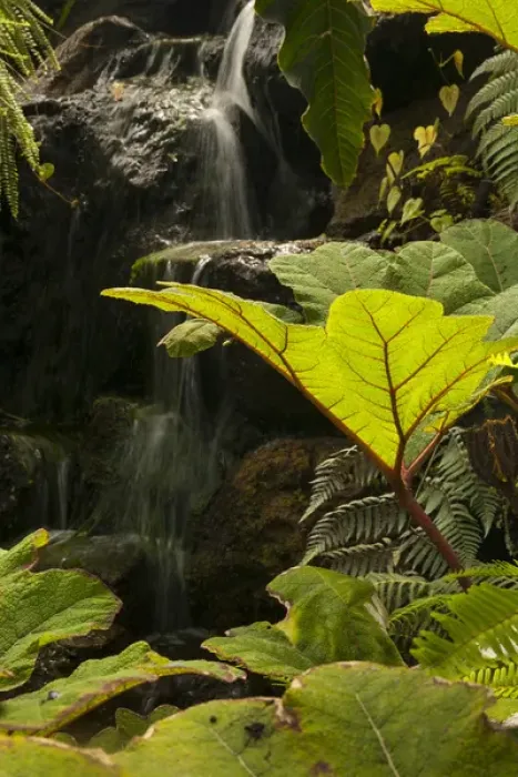 Framed Print : Plant detail at a botanical garden, Quito, Ecuador