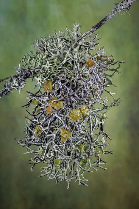 Framed Print : Plant close-up