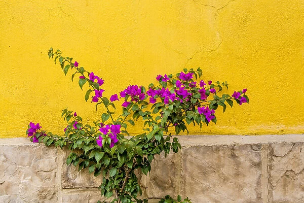 Plant against wall in Tlaquepaque, near Guadalajara, Jalisco, Mexico