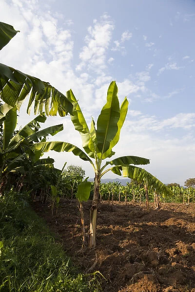 Plantation of Cooking Banana (Musa x paradisiaca) in the Rift Valley. Cooking Banana or Enset