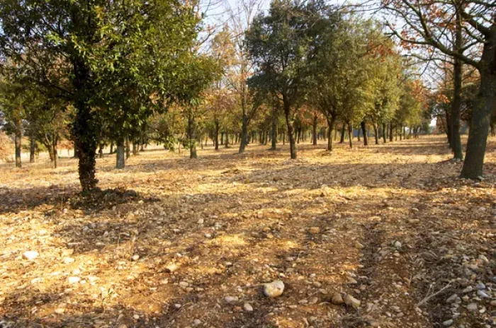 Framed Print : The planted truffle forest field at La Truffe de Ventoux truffle farm, Vaucluse