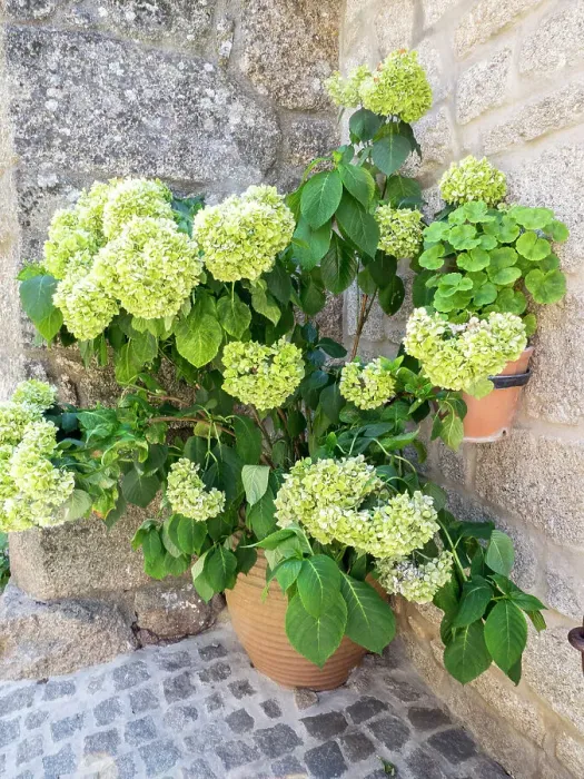 Framed Print : Planter filled with green hydrangeas in the ancient Portuguese village built on the side of a mountain between large boulders with cobblestone streets and houses Framed Print : Planter filled with green hydrangeas in the ancient Portuguese village built on the side of a mountain between large boulders with cobblestone streets and houses