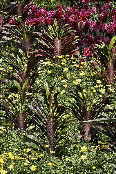 Planting of yellow daisies and ginger in the Conservatory Longwood Gardens, Pennsylvania
