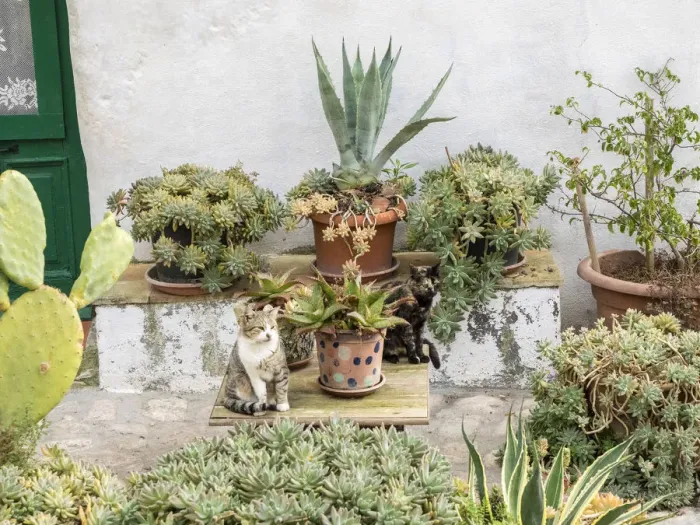Framed Print : Plants adorn the outside walls of the Sassi houses Framed Print : Plants adorn the outside walls of the Sassi houses