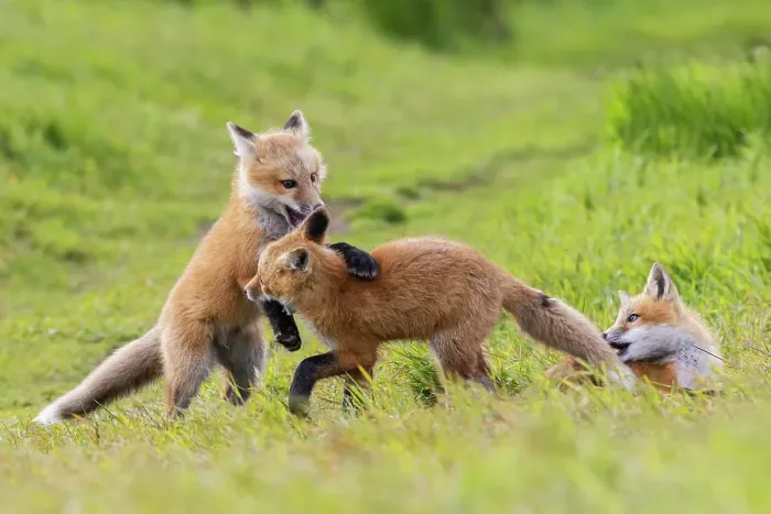 Framed Print : Playful red fox Youngsters, Washington State