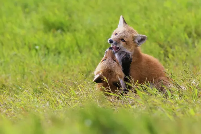 Framed Print : Playful red fox Youngsters, Washington State