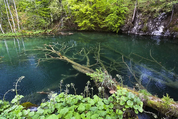 The Plitvice Lakes in the National Park Plitvicka Jezera in Croatia. The upper lakes, small ponds