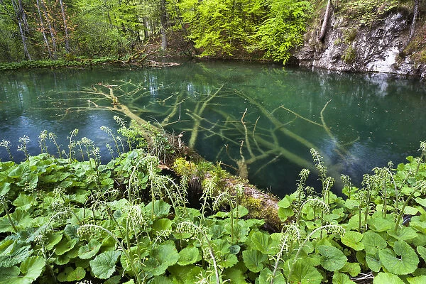 The Plitvice Lakes in the National Park Plitvicka Jezera in Croatia. The upper lakes, small ponds
