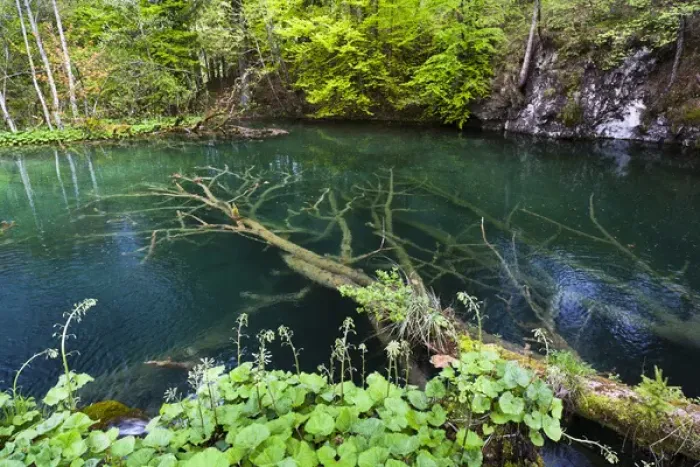 Framed Print : The Plitvice Lakes in the National Park Plitvicka Jezera in Croatia. The upper lakes, small ponds Framed Print : The Plitvice Lakes in the National Park Plitvicka Jezera in Croatia. The upper lakes, small ponds