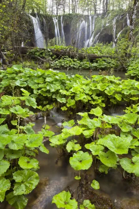 Framed Print : The Plitvice Lakes in the National Park Plitvicka Jezera in Croatia. The upper lakes