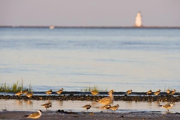 Plovers and gulls on the beach in Old Lyme, Connecticut. The nature Conservancy s