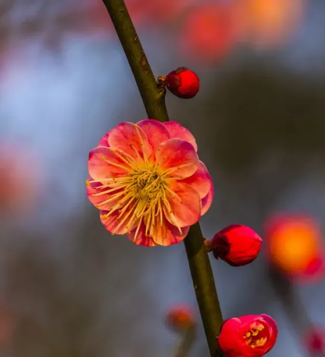 Framed Print : Plum Blossom West Lake Jiangsu Province, China
