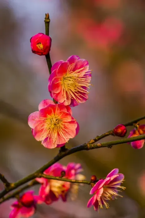 Framed Print : Plum Blossoms Prunus Mume West Lake Jiangsu Province, China Framed Print : Plum Blossoms Prunus Mume West Lake Jiangsu Province, China
