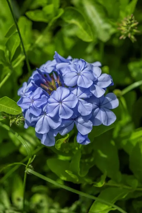 Framed Print : Plumbago plant Framed Print : Plumbago plant