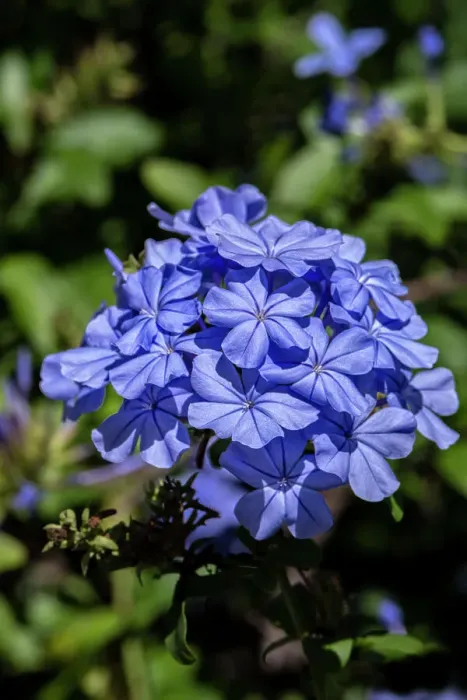 Framed Print : Plumbago plant