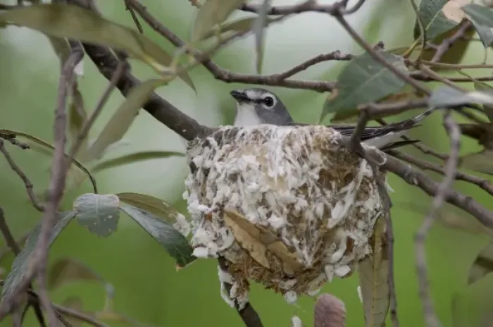 Framed Print : Plumbeous Vireo adult on nest, Madera Canyon, Arizona, USA