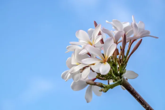 Framed Print : Plumeria Framed Print : Plumeria