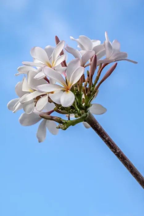 Framed Print : Plumeria Framed Print : Plumeria