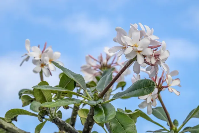 Framed Print : Plumeria Framed Print : Plumeria