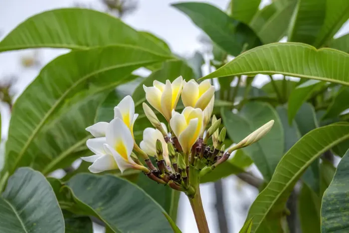 Framed Print : Plumeria Framed Print : Plumeria