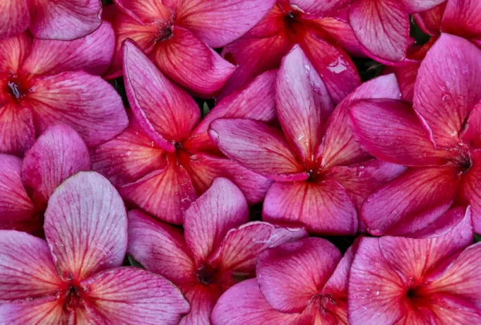 Framed Print : Plumeria flower grouping, Maui, Hawaii Framed Print : Plumeria flower grouping, Maui, Hawaii