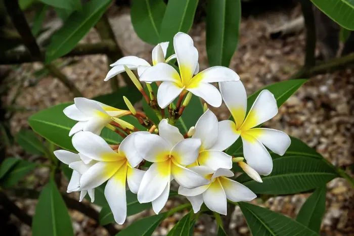Framed Print : Plumeria, Frangipani Framed Print : Plumeria, Frangipani