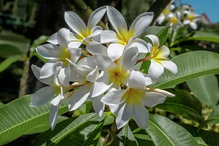 Framed Print : Plumeria, Frangipani Framed Print : Plumeria, Frangipani