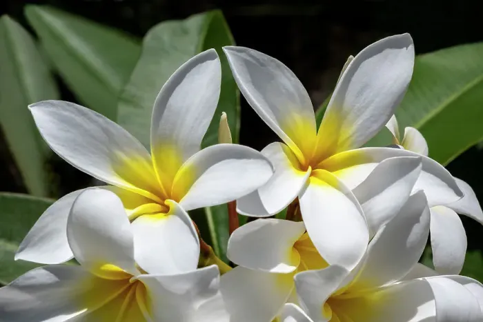 Framed Print : Plumeria, Frangipani Framed Print : Plumeria, Frangipani