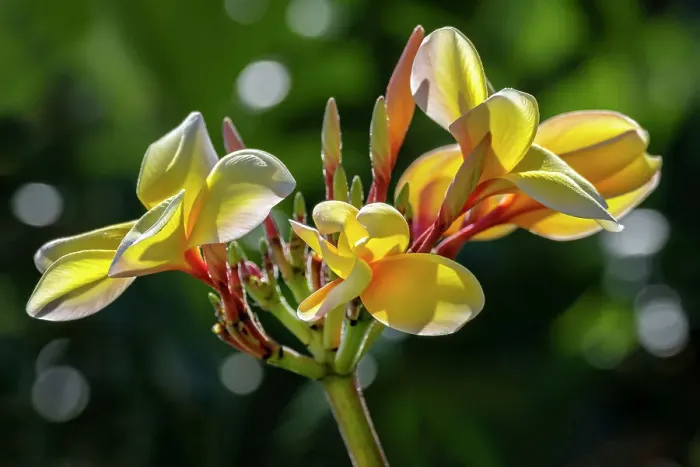 Framed Print : Plumeria, Frangipani