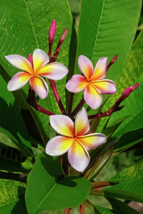 Framed Print : Plumeria, Frangipani Framed Print : Plumeria, Frangipani