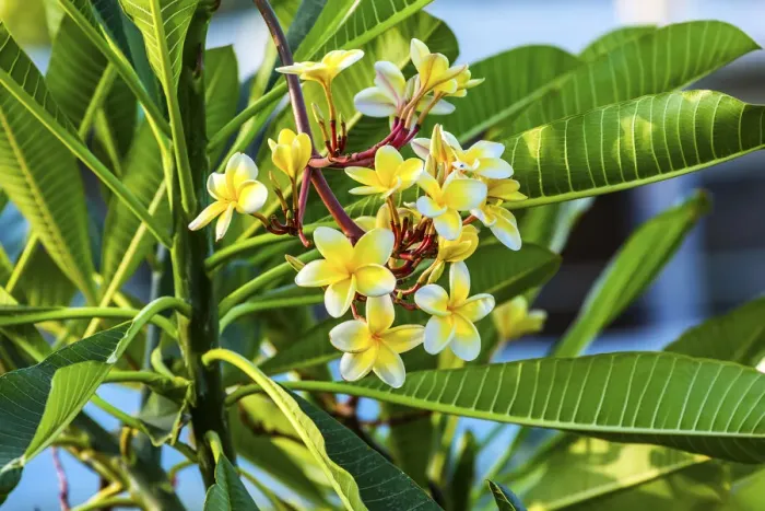 Framed Print : Plumeria Frangipini Blossums Flowers Sea of Galilee Israel. Used to make flower leis in Hawai Framed Print : Plumeria Frangipini Blossums Flowers Sea of Galilee Israel. Used to make flower leis in Hawai