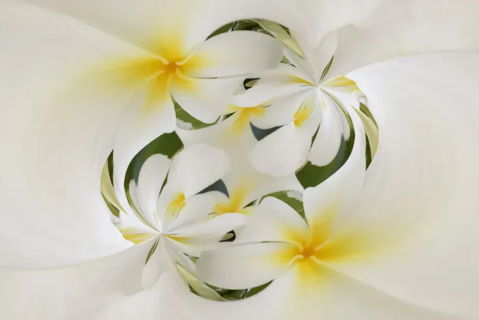 Framed Print : Plumerias a genus of flowering plants in the dogbane family, Maui, Hawaii