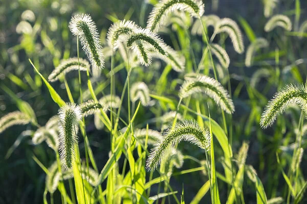 Plumes of grass rimmed in light, USA