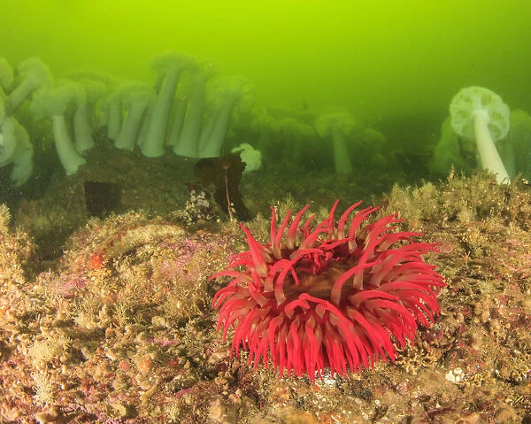 Plumose and Fish Eating Sean Anemones, Foggy Bay, South East Alaska, Inside Passage
