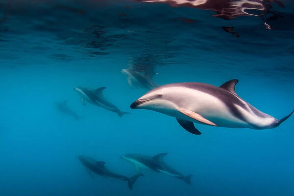 Pod of Dusky Dolphins off of Kaikoura, New Zealand