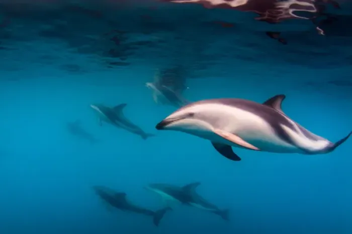 Framed Print : Pod of Dusky Dolphins off of Kaikoura, New Zealand