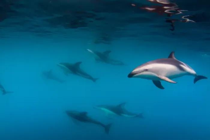 Framed Print : A Pod of Dusky Dolphins swimming off the Kaikoura Penninsula, South Island, New Zealand