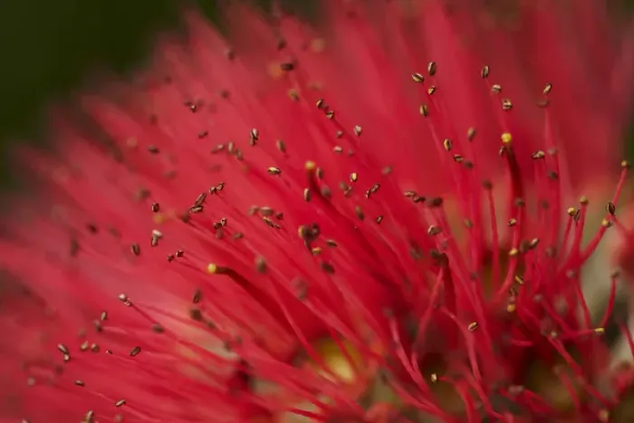 Framed Print : Pohutukawa Flower, Dunedin, South Island, New Zealand
