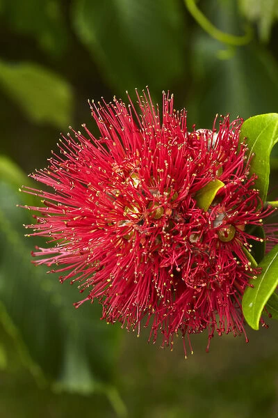 Pohutukawa Flower, Dunedin, South Island, New Zealand