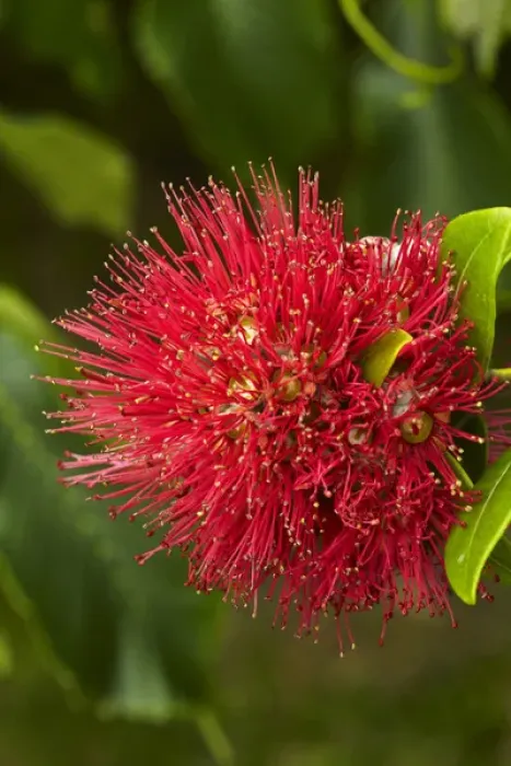Framed Print : Pohutukawa Flower, Dunedin, South Island, New Zealand Framed Print : Pohutukawa Flower, Dunedin, South Island, New Zealand